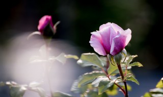 月季扦插时间及方法 月季扦插时间及方法视频