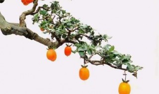 金弹子嫁接时间和嫁接方法 金弹子嫁接时间和嫁接方法视频教程