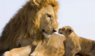 狮子座男生性格 狮子座男生性格特点优缺点