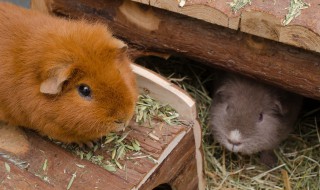 老鼠和什么生肖最配（老鼠和什么生肖最配婚姻）