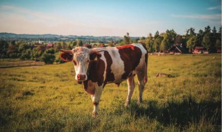 2021年属牛几月出生好 2021年属牛几月出生好男孩