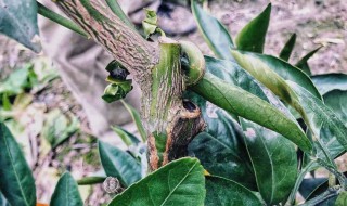 怎样嫁接果树 怎样嫁接果树方法