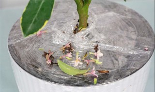 金边瑞香的养殖方法和注意事项（瑞香花夏天怎么养）