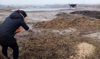 鸡粪的自然腐熟方法 家庭鸡粪简易腐熟方法
