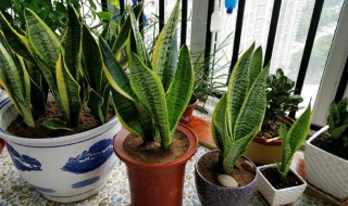 金边虎皮兰的养殖方法和注意事项（金边虎皮兰的养殖方法和注意事项大全）