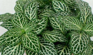 网纹草的养殖方法和注意事项（网纹草的养殖方法和注意事项有哪些）