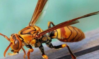 蜂子蛰了怎样消肿止痛（眼睛被蜂子蛰了怎样消肿止痛）