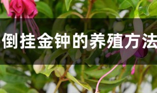 倒挂金钟的养殖方法和注意事项（扦插倒挂金钟的养殖方法和注意事项）