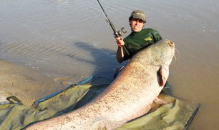 钓大鲶鱼绝杀方法 夜钓鲶鱼绝招