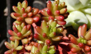 虹之玉的养殖方法（虹之玉的养殖方法和注意事项）