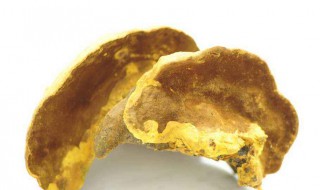 桑黄的食用方法（桑黄的食用方法及每日用量是多少）