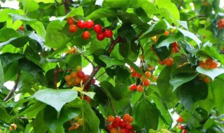 抖音最火文案春天像什么的比喻句 春天像什么用比喻句来赞美春天