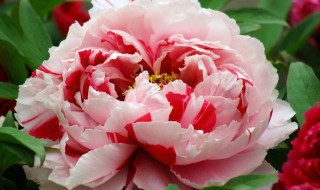 花中之王指的是什么花（斗罗大陆花中之王指的是什么花）