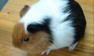 豚鼠饲养方法 豚鼠饲养方法图解