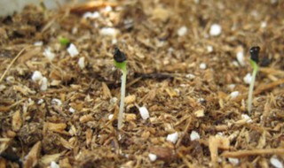 康乃馨种子的种植方法（康乃馨种子的种植方法及养护）