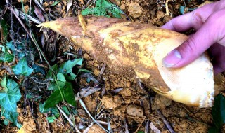 挖冬笋技巧绝招 挖冬笋技巧绝招讲解