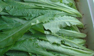 油麦菜种植方法 油麦菜种植方法和步骤