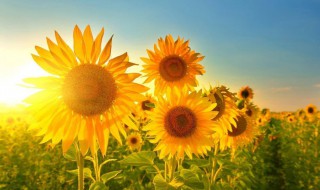 笑容励志句子 笑容励志句子摘抄