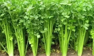 芹菜的种植方法和时间 南方芹菜的种植方法和时间