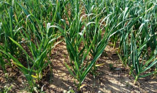 大蒜的种植方法和时间（大蒜的种植方法和时间高清视频）
