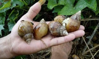 蜗牛的养殖方法 蜗牛的养殖方法才能养活