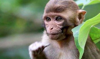 猴和猪相配婚姻如何（属相猴和猪相配婚姻如何）