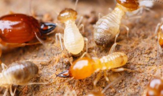 如何消灭床上小黄家蚁（如何消灭床上小黄家蚁虫）