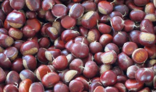 生板栗如何保存 生板栗如何保存时间长