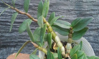 石斛如何吃好（石斛如何吃好吃）