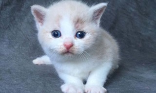 小猫不吃东西怎么办（天热小猫不吃东西怎么办）