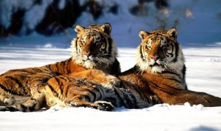 虎和龙相配婚姻如何 虎和龙相配婚姻如何更好