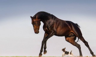 马和羊相配婚姻如何（马和猴相配婚姻如何）