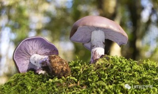 四点钟蘑菇醒了什么意思 四点钟蘑菇醒了啥意思