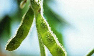 毛豆怎么保存种子（毛豆怎么保存种子视频）