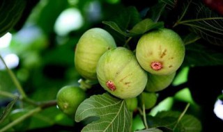 无花果怎么吃剥皮吗 无花果如何剥皮