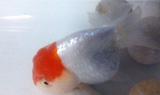 饲养兰寿的方法（如何饲养兰寿鱼）