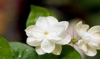 茉莉花的种植（茉莉花的种植方法）