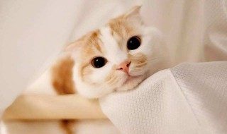 让猫咪舒服的方法（让猫咪舒服的方法是什么）