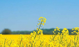 油菜籽怎么保存方法 油菜籽怎么保存方法最好