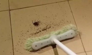 去除小蜘蛛的方法 去除小蜘蛛的方法有哪些