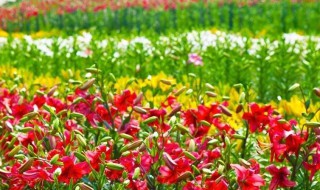 百合花种植（百合花种植方法和注意事项）