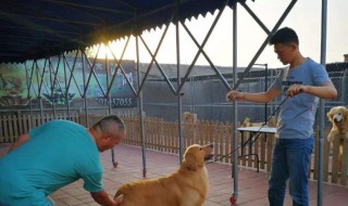 犬舍的建造方法（犬舍建造视频）