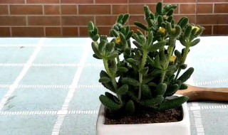吹雪的种植方法 吹雪的养殖方法和注意事项