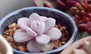雪莲的培植方法（雪莲种苗什么培育）