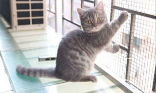 矮脚猫为什么不能养 矮脚猫为什么不能养知乎