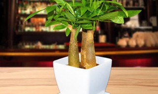 怎么制作植物盆栽 怎么制作植物盆栽图片