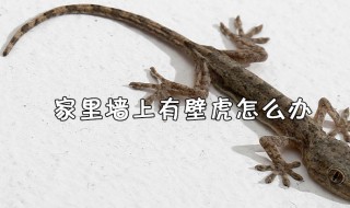 家里有壁虎怎么处理有效 家里有壁虎怎么处理有效呢