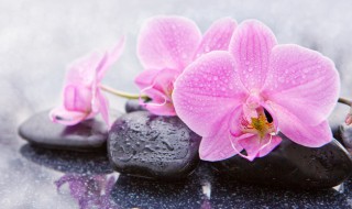 兰花栽培入门 兰花栽培入门教程