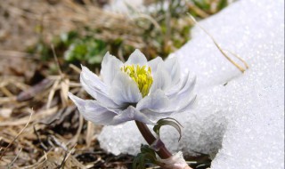 雪莲花泡酒（雪莲花泡酒最多能泡几年）