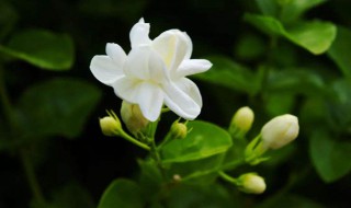 茉莉花家庭养殖方法（茉莉花家庭养殖方法和技术）
